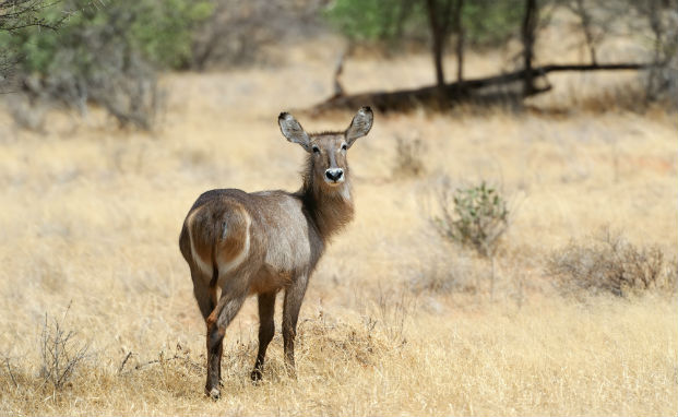 African Waterbuck
