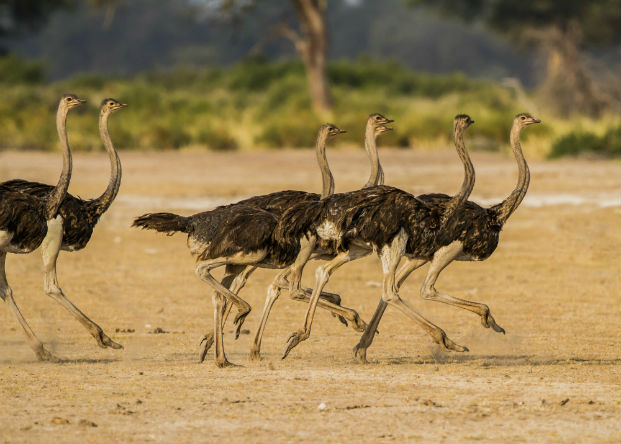 What is a Group of Ostriches Called  