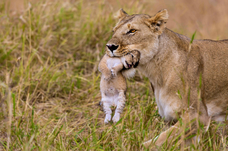 st-valentine-s-day-in-the-african-savanna-fascinating-africa