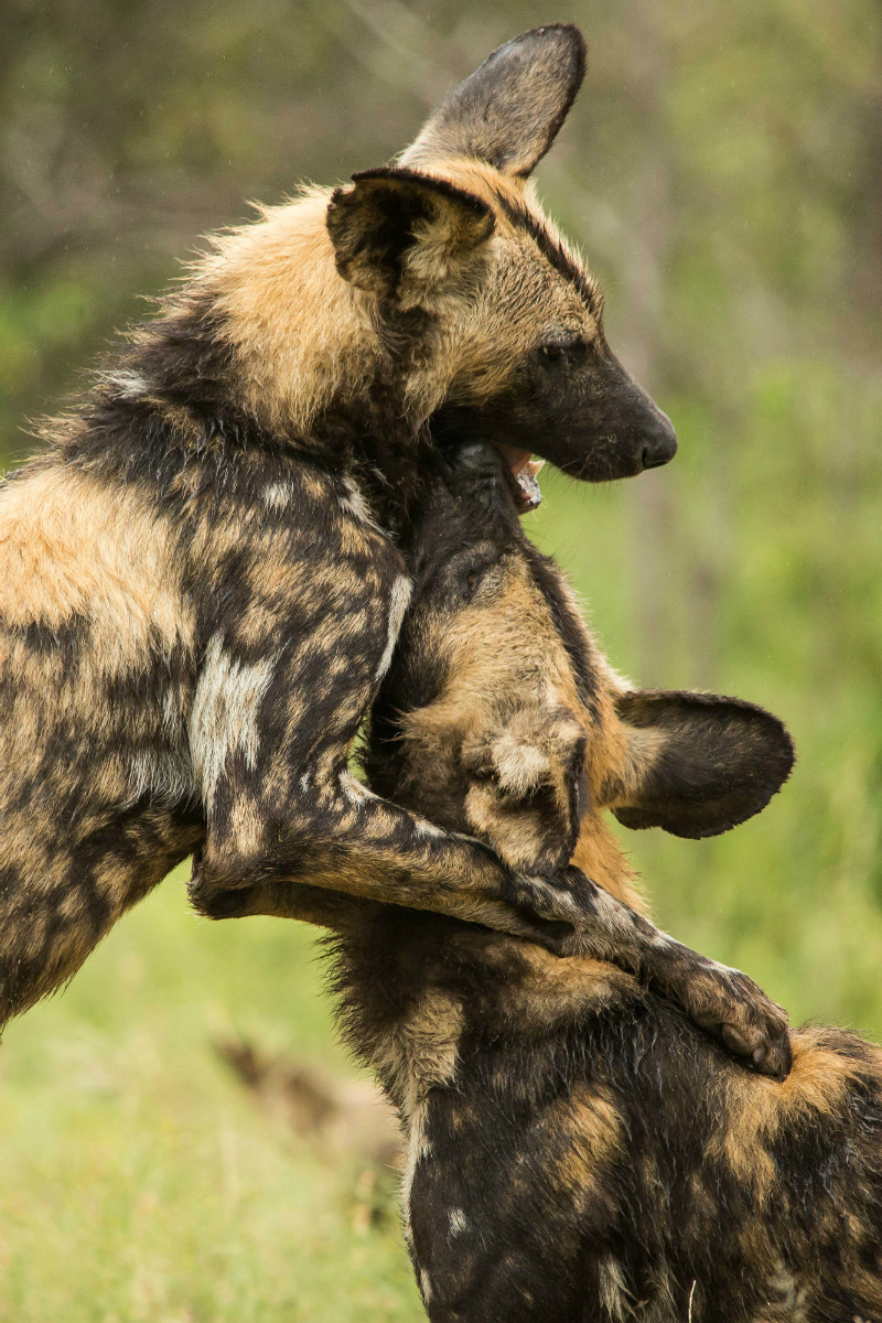 wild dogs in africa