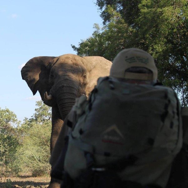 A kneeling safari guide looks up to a large bull elephant in musth
