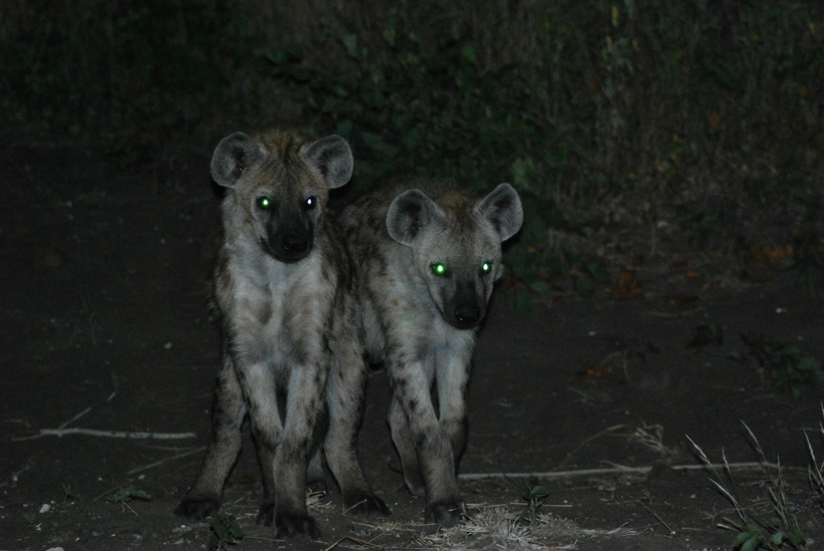 A pair of spotted hyenas