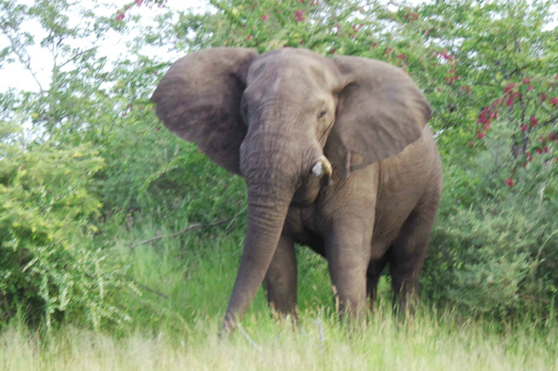 A bull elephant comes out of the bushes as we begin our walking safari
