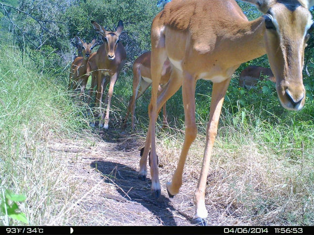 A column of impala caught on the camera trap