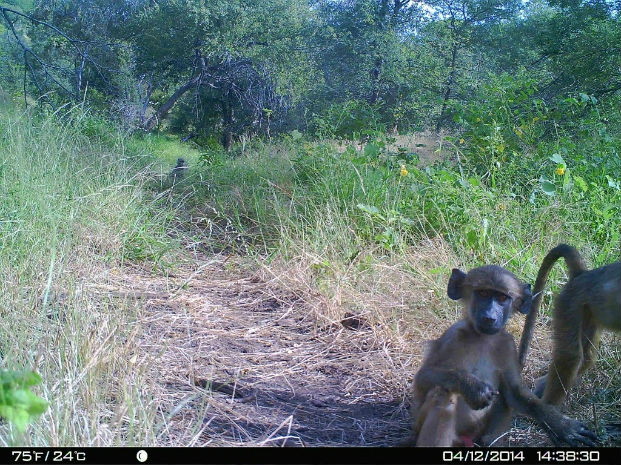 Juvenile baboon caught on the camera trap