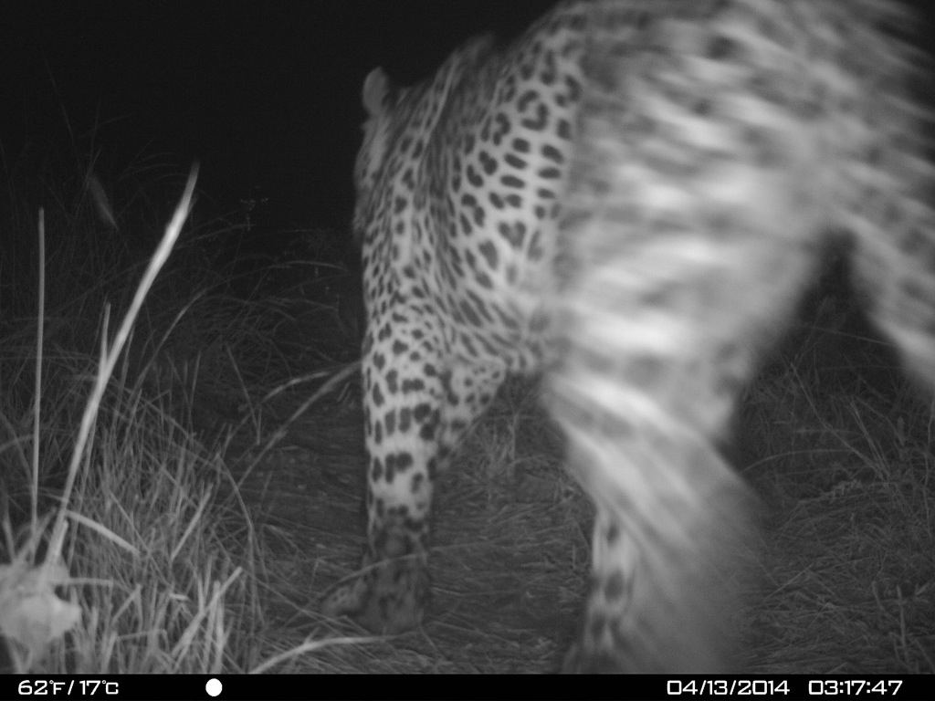 Leopard caught on the camera trap
