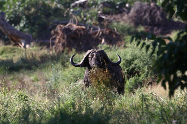 Loan buffalo bull