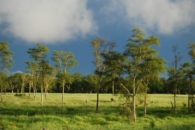 Fever trees scattered along the Limpopo floodplain on the Makuleke concession, Kruger.