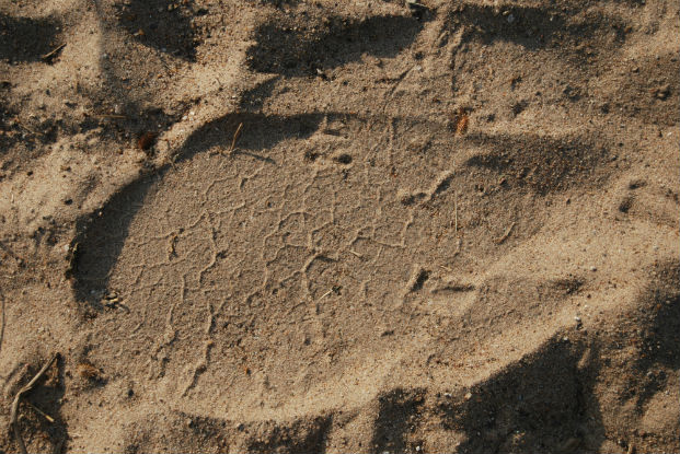 Elephant track in the soft sand