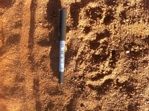 A porcupine track in the sand with a pen for scale