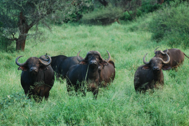 A breeding herd of buffalo come close to inspect the walkers at Makuleke