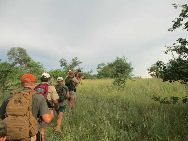 A walking safari group make their way through the long grass at Makuleke