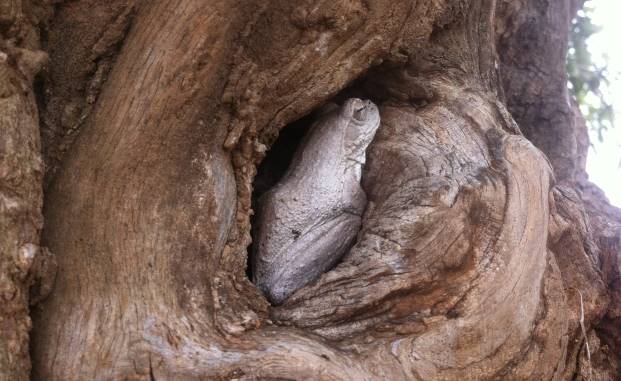 White foam-nest tree frog in tree hollow