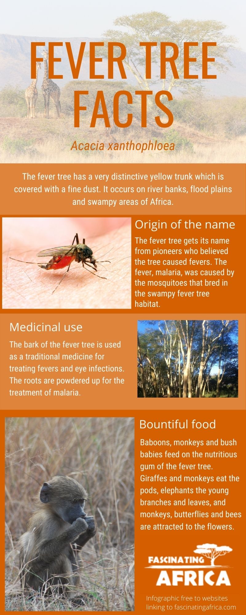 Infographics about the fever tree