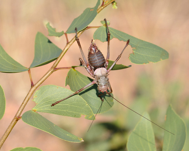 Armoured ground cricket in mopane (Colophospermum mopane)