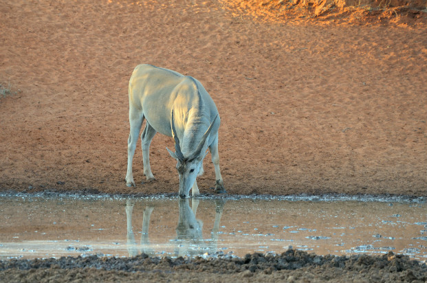 Eland (Tragelaphus oryx)