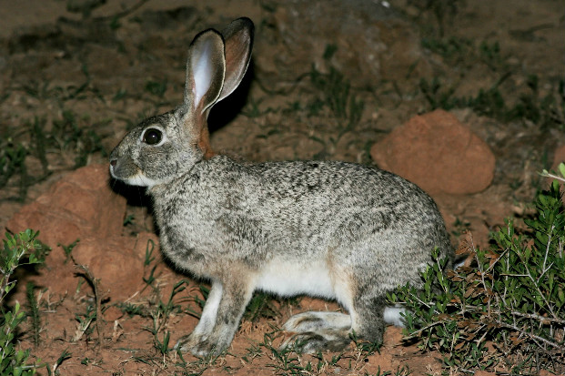 Scrub hare (Lepus saxatilis)