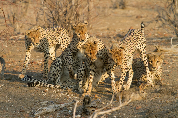 Cheetahs playing with a scrub hare (Lepus saxatilis)