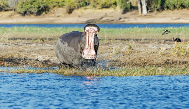 Common hippopotamus (Hippopotamus amphibius)