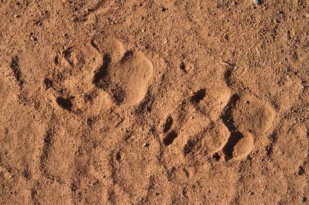 Spotted hyena (Crocutta crocutta) tracks