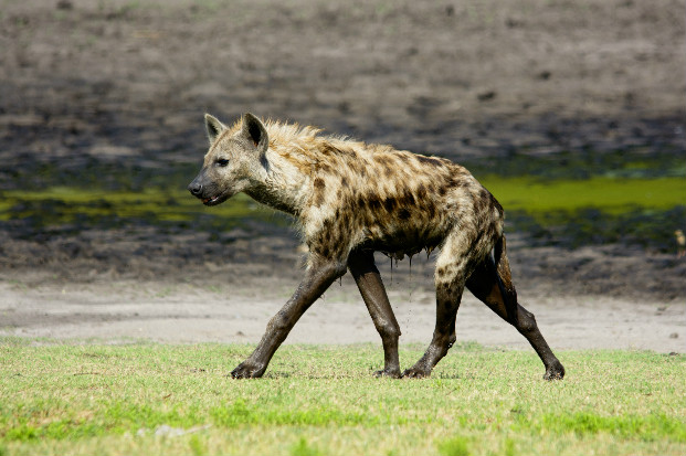 Spotted hyena (Crocutta crocutta)