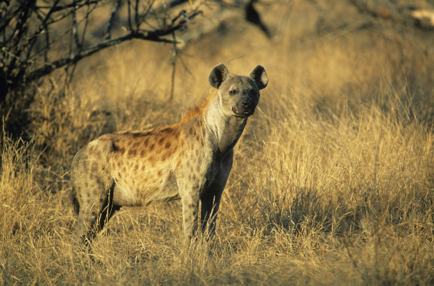 Spotted hyena (Crocutta crocutta)