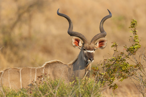Kudu (Tragelaphus strepsiceros)