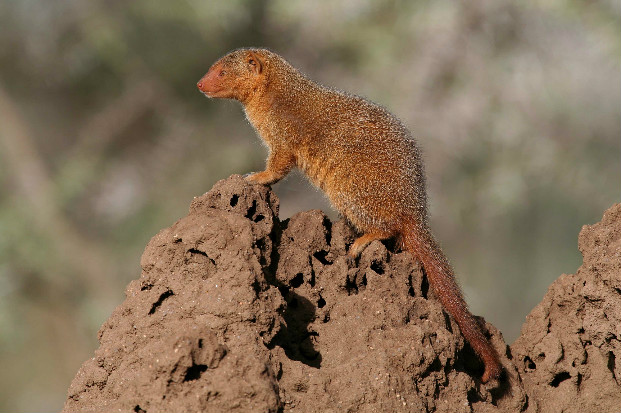 Dwarf mongoose (Helogale parula)