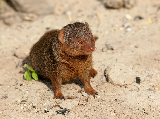Dwarf mongoose (Helogale parula)