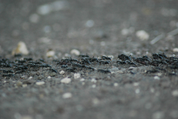 Matebele ants (Pachycondyla analis)