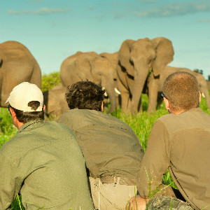 professional safari guide courses