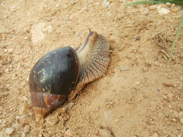 African giant land snail (Achatina fulica)