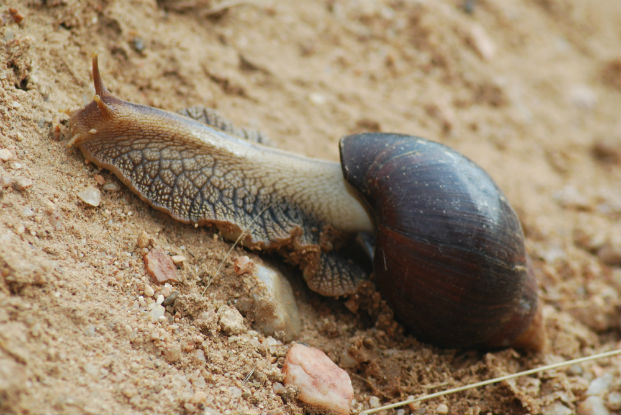 African giant land snail (Achatina fulica)