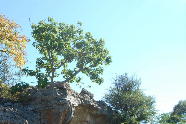 Large-leaved rock fig (Ficus abutilifolia)