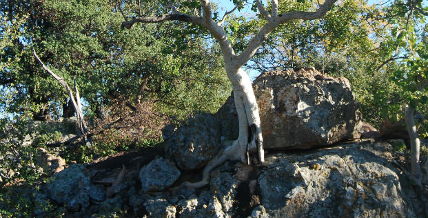 Large-leaved rock fig (Ficus abutilifolia)
