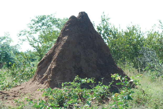 Fungus-growing termite mound (Macrotermes natalensis)