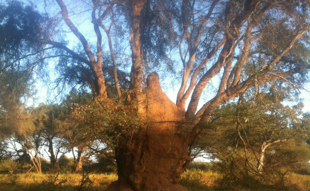 Nyala tree (Xanthocercis zambesiaca) growing out of a termite mound