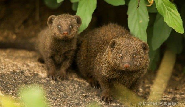 Pair of dwarf mongoose look back at photographer Michael Anderson