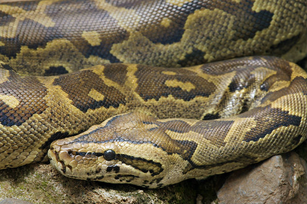 African rock python (Python sebae)