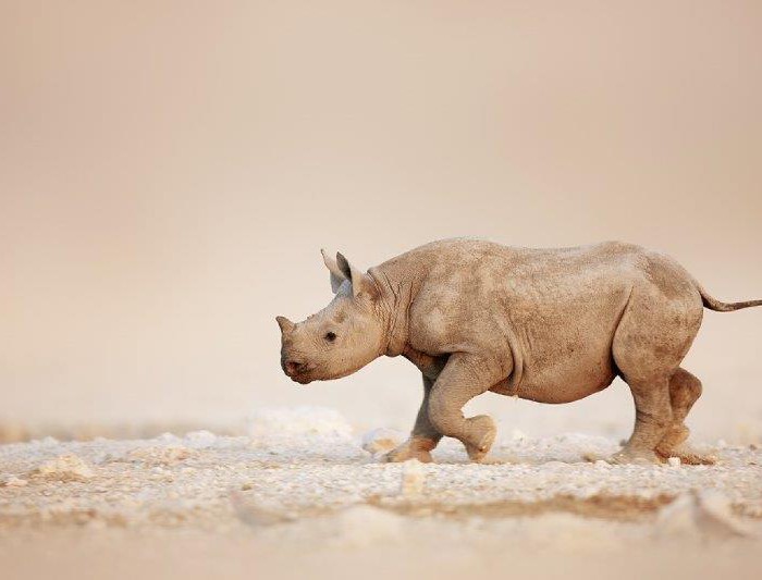 Black rhinoceros (Diceros bicornis) calf