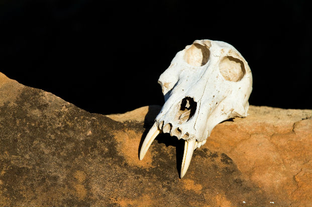 Chacma baboon (Papio cynocephalus ursinus) skull