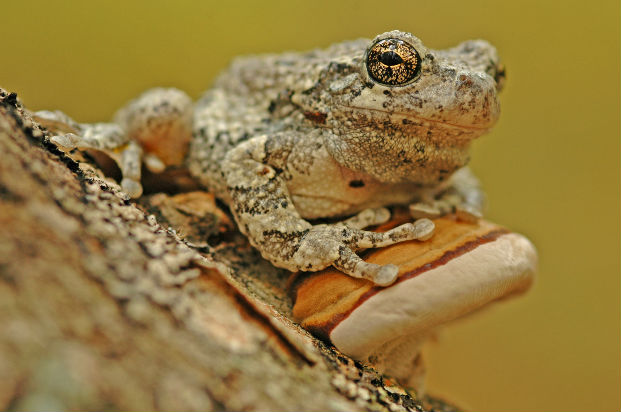 Foam-nest tree frog (Chiromantis xerampelina)