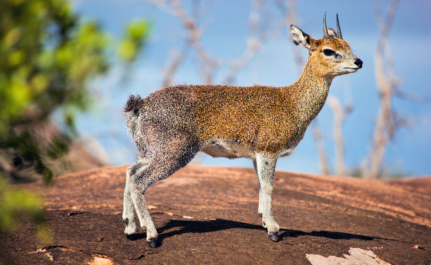 Klipsringer (Oreotragus oreotragus) standing on rocky outcrop.