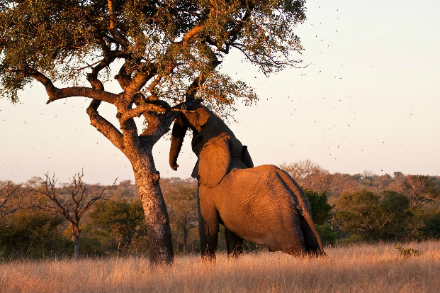 Elephant shaking a Marula tree (Sclerocarya birrea) to access its fruit.