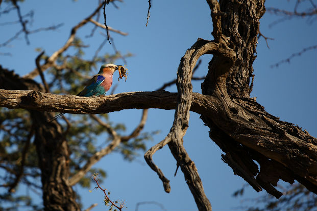 Lilac-breasted roller with a scorpion in its beak