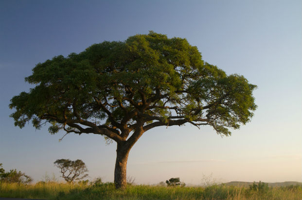 Marula tree (Sclerocarya birrea)