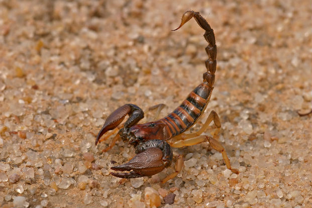 Scorpion - Opostophthalmus