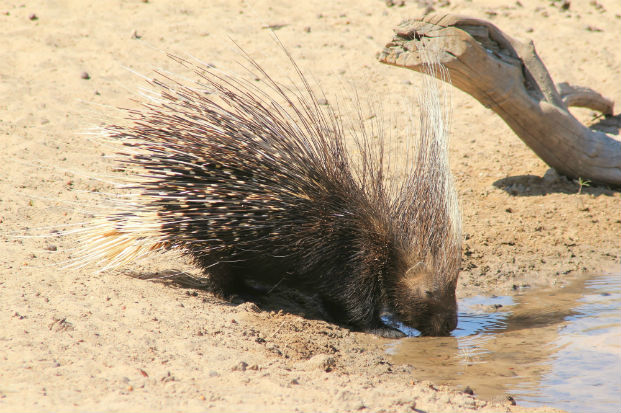 Cape porcupine (Hystrix africaeaustralis)