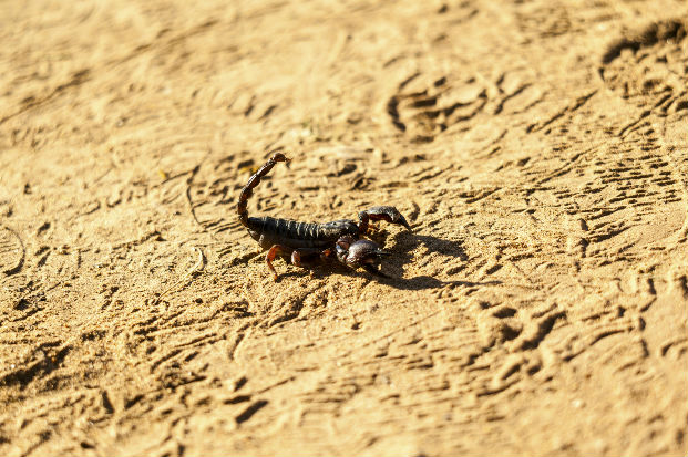 Scorpion - Parabuthus spp