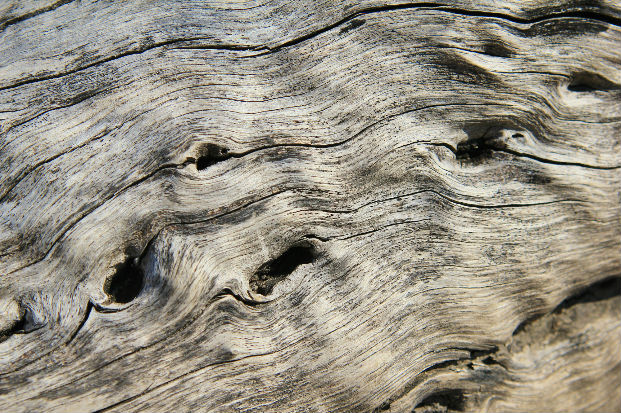 Leadwood (Combretum imberbe) tree trunk